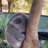 Koala is moe