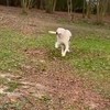 Blinde hond vindt baasje