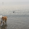 Hond vs zeehond