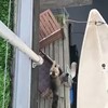 Kat doet oefening aan de balk