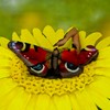 Vlinder in bloem