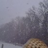 Uil in de sneeuw