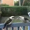 Kookaburra battle