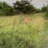 Safari Krugerpark