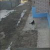 Russische katten zijn level up