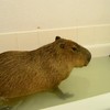 Capibara in bad
