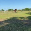 Paard met jeuk