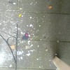Nederland, 28 april: