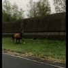 Paard & pony op de A50