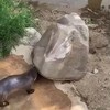 Undercover Otter
