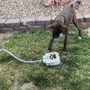 Hond met drinkfontein