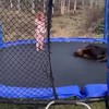 Met je hond op de trampoline