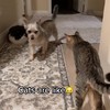 Honden vs katten