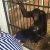 Te dicht bij slimme chimps