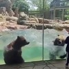 Beren doen golfslagbad