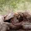Hyena eet giraf