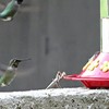 Bidsprinkhaan vangt kolibri