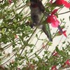 Bidsprinkhaan eet kolibri