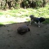 Hond versus schildpad