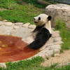 Panda Fotosoep
