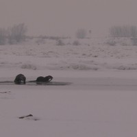 OMG! Otters worden bestolen