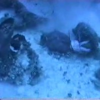 Fittie. Zeepaling vs Octupus