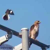 Valk geeft geen fuck