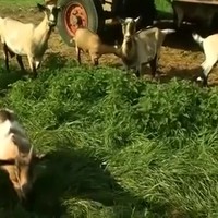 Boer geeft je extra moed voor je zuipavond