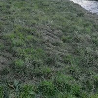 Fries fierljeppen met hekkie