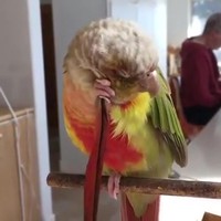 Lieve papegaai doet schoonmaken