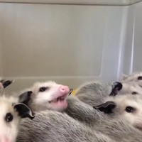 Buidelratjes en hun banaan