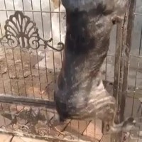 Zieligste hond ooit