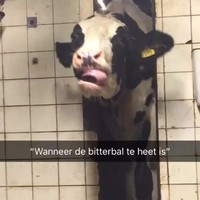 Bitterbal te heet