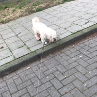 Circushond op de stoep