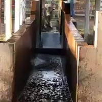 Koe doet bommetje