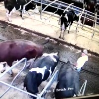 Schieten met scherp