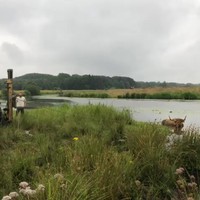 Staatsbosbeheer redt een koe uit de modder
