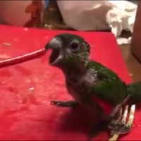 Vreetvogel