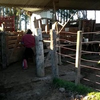 Rodeo te voet