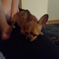 Lief hondje wakker maken