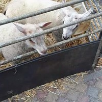 BEHHHH