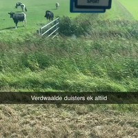 Verdwaalde Duitser in het weiland