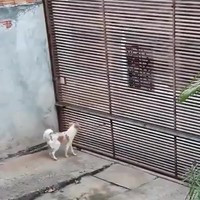Prison break met hond