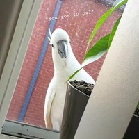 Kaketoes komen lunchen
