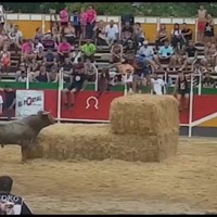 Stier kijkt liever vanuit publiek