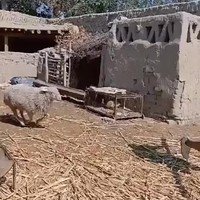 Schaap te slim af zijn