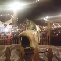 Rodeohond