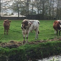 Hoe doet een jonge stier?