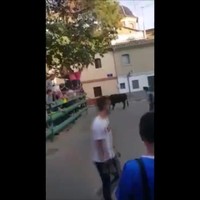 De stier uitdagen
