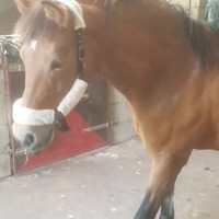 Paardje heeft Duits bloed